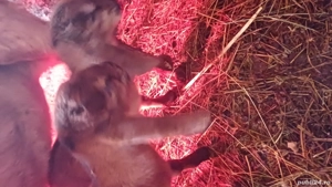 Tapisori anglo nubiene - imagine 4