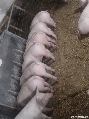 Vand purcei rasa de carne - imagine 4