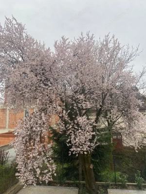 Vila Noua la cheie 520 mp, zona Parcul Mare - imagine 13