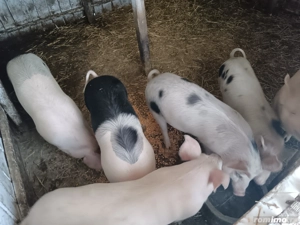 Purcei 50  60 kg  - imagine 2