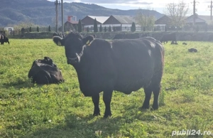 Vaci Angus gestante cu certificat de origine - imagine 2