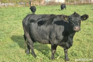 Vaci Angus gestante cu certificat de origine - imagine 3