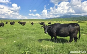 Vaci Angus gestante cu certificat de origine - imagine 4