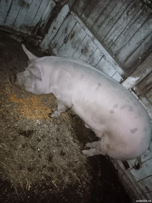 250 280 kg 10 lei kg - imagine 2