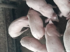 Vand purceii, porci castrați. 