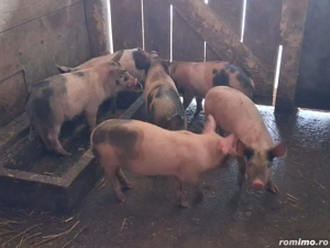 vând 6 purcei de 9-10 săptămâni 