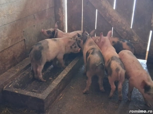 vând 6 purcei de 9-10 săptămâni  - imagine 2