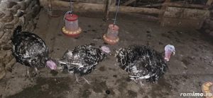 Curcani si grasuni de vanzare - imagine 3