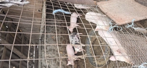 Curcani si grasuni de vanzare - imagine 2