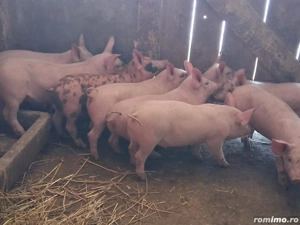 vând 9 purcei de 11 săptămâni 20 kg - imagine 2