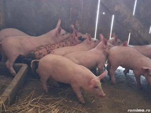 vând 9 purcei de 11 săptămâni 20 kg