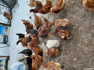 de vânzare  - imagine 2