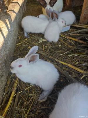 Tineret disponibil  - imagine 2