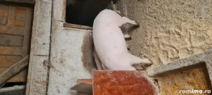 Porci grasuni  70-100kg - imagine 3