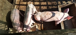 Vând purcei de rasa - imagine 2