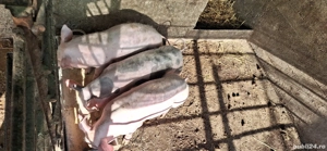 Vând purcei de rasa - imagine 4