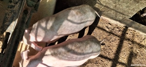 Vând purcei de rasa - imagine 5