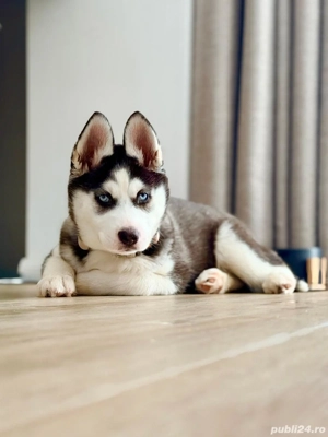 PUI HUSKY SIBERIAN, ochii albastri   femela | exemplar premium - imagine 3