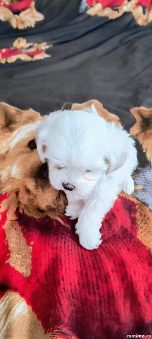 Bichon maltez talie mica  - imagine 2