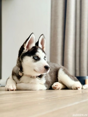 PUI HUSKY SIBERIAN, ochii albastri   femela | exemplar premium - imagine 2