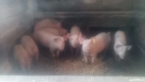 Vând 20 de suldei de 12 săptămâni  - imagine 3