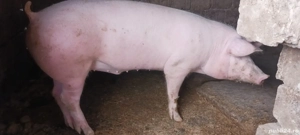 vând porci  - imagine 2