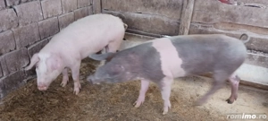 vând porci  - imagine 3