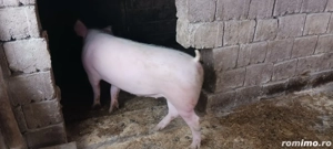 vând porci 
