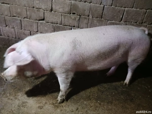 vand scrofa tanara