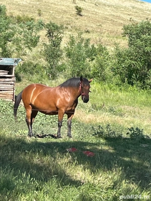 Vand Iapa  - imagine 4