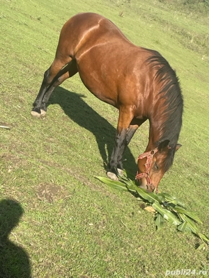 Vand Iapa  - imagine 3