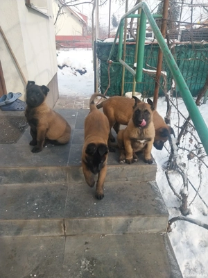 Ciobanesc Belgian Malinois 