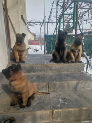 Ciobanesc Belgian Malinois 