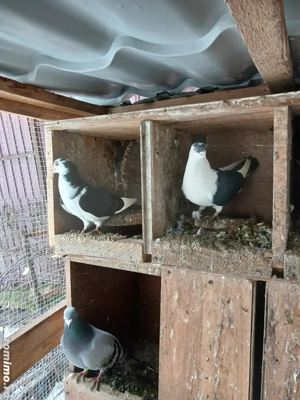 Porumbei din vară  - imagine 2