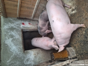 Porci de vanzare de carne 120-150kg - imagine 3