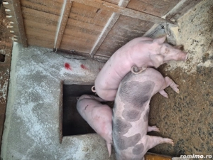 Porci de vanzare de carne 120-150kg - imagine 2