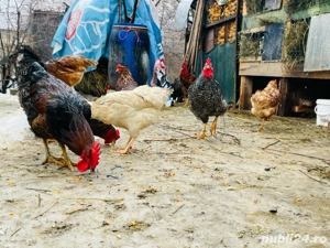 Cocosi de vânzare - imagine 2