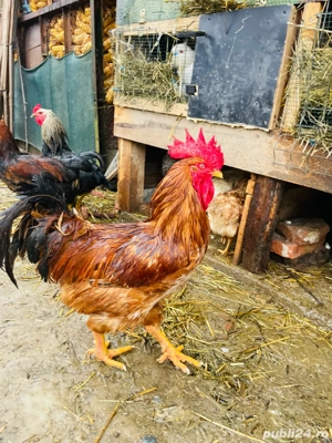 Cocosi de vânzare - imagine 5