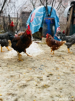 Cocosi de vânzare - imagine 4