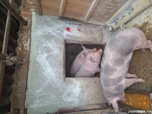Porci de vanzare de carne 120-150kg - imagine 4