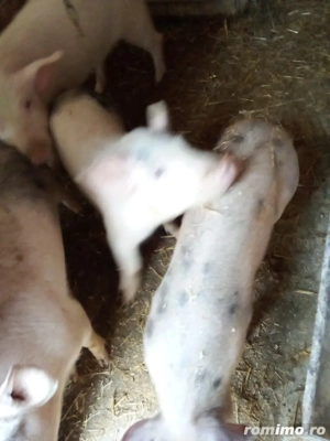 vind soldani  cinci          tinuti cu ceriale 