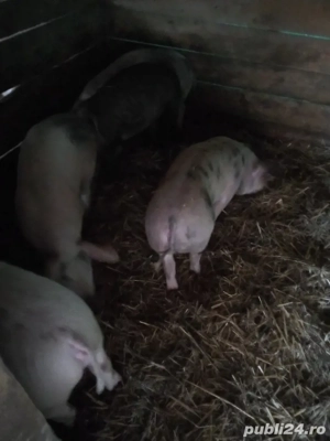 vind soldani  cinci          tinuti cu ceriale  - imagine 2