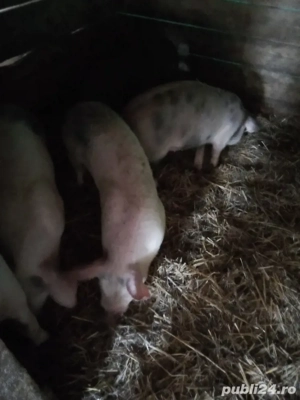 vind soldani  cinci          tinuti cu ceriale  - imagine 3