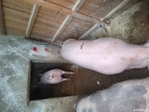 Porci de vanzare 120-150kg - imagine 3