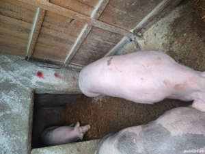 Porci de vanzare 120-150kg - imagine 2
