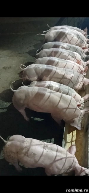 șoldanei rasa carne - imagine 2