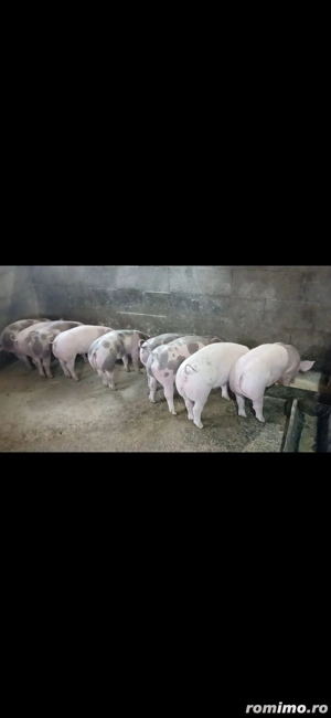 șoldanei rasa carne - imagine 4