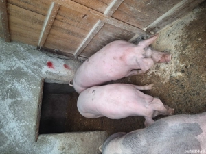 Porci de vanzare 120-150kg
