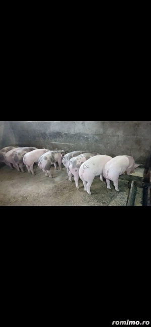 șoldanei rasa carne - imagine 3