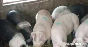 Șoldani de vânzare 